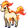 Ponyta